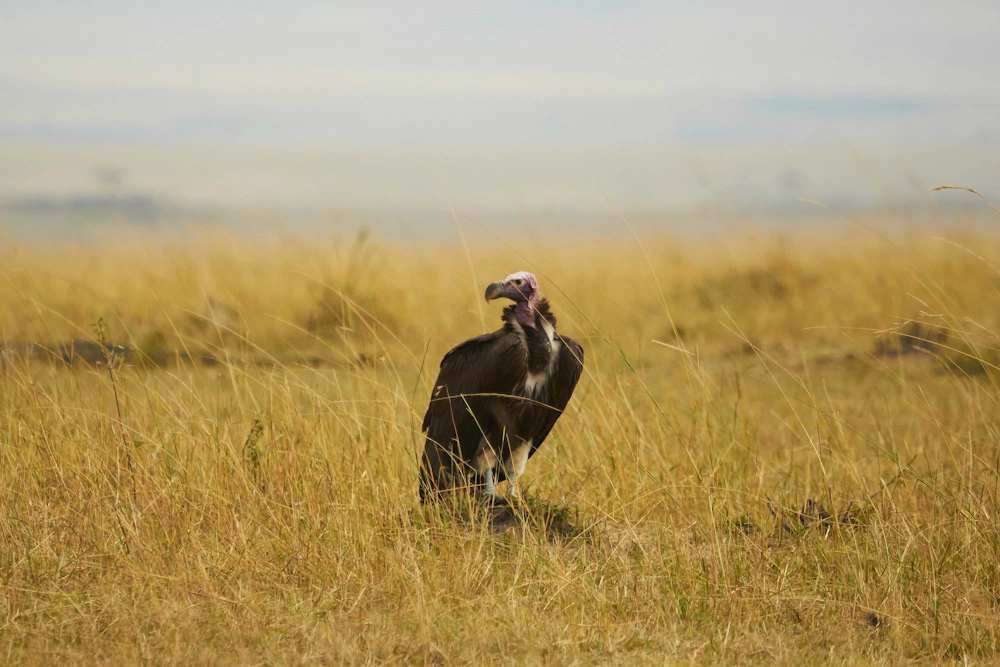 vulture feeding