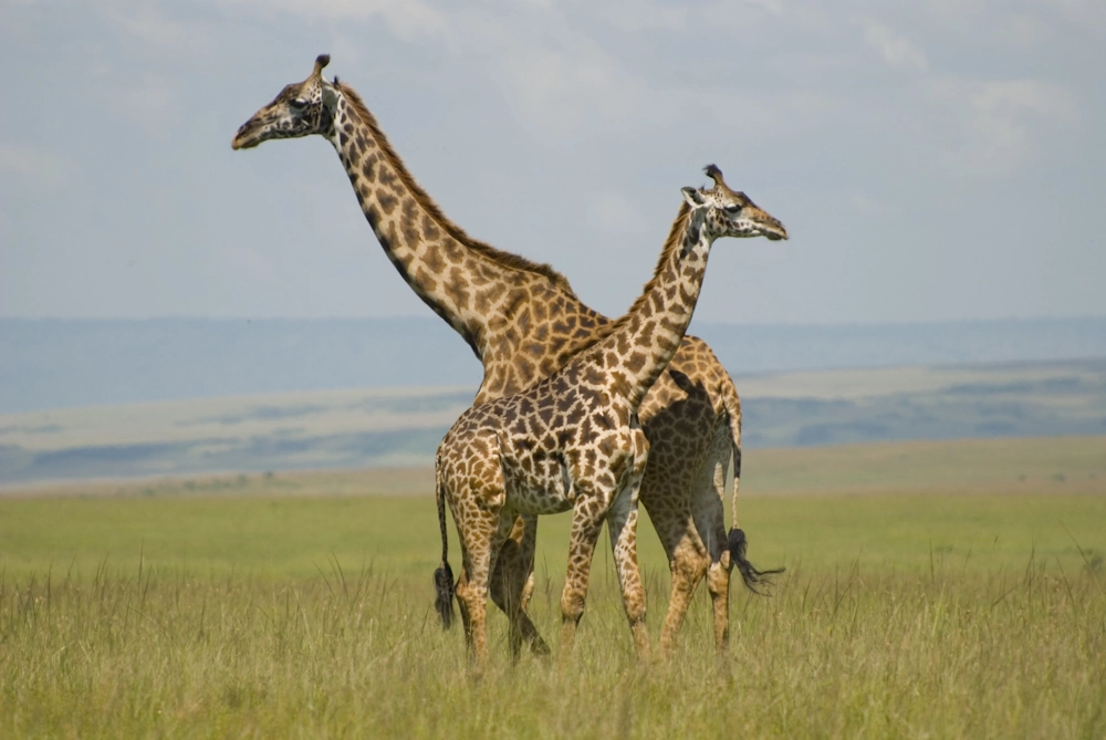 giraffes