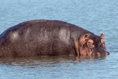 hippos at murchison falls national park