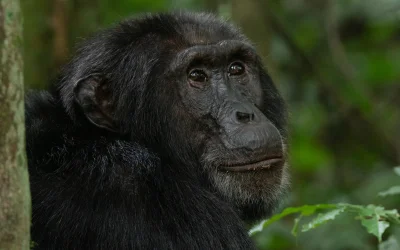 gorilla at kibale national park