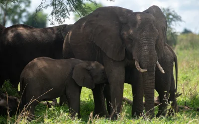elephants grazing at kidepo
